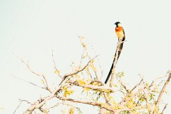 Long-tailed paradise whydah (Veuve de paradis)-737A9926-2 null