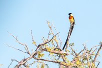 Long-tailed paradise whydah (Veuve de paradis) Etosha - Namibie