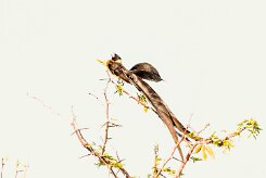 Long-tailed paradise whydah (Veuve de paradis)-737A9929-2 null