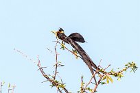 Long-tailed paradise whydah (Veuve de paradis) Etosha - Namibie