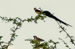 Veuve_de_ paradis_01-2 null