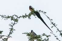 Eastern paradise Whydah (Veuve de paradis) Etosha