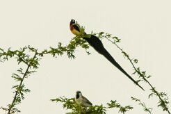 Veuve_de_ paradis_03-2 null