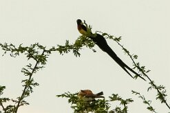 Veuve_de_ paradis_05-2 null