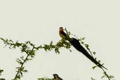 Veuve_de_ paradis_06-2 null