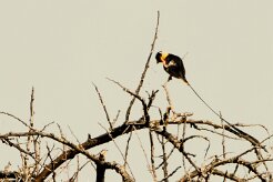 Shaft-tailed Whydah (Veuve royale)_737A2671-2 null