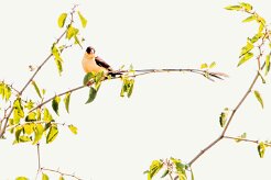 Shaft-tailed Whydah (Veuve royale)_737A2867-2 null
