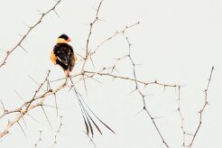 Shaft-tailed Whydah (Veuve royale)_737A5367 null