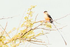 Shaft-tailed Whydah-(Veuve royale)_737A5227 null