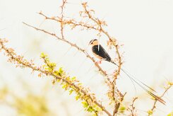 Shaft-tailed Whydah-(Veuve royale)_737A5263-2 null