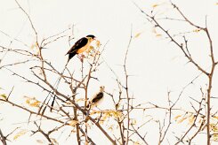 Shaft-tailed whydah (Veuve royale)-737A9908-2 null