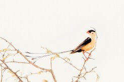Shaft-tailed whydah (Veuve royale)-737A9913-2 null