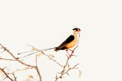 Shaft-tailed whydah (Veuve royale)-737A9914-2 null
