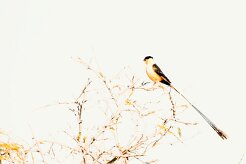 Shaft-tailed whydah (Veuve royale)-737A9932-2 null