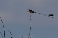 Shaft-tailed whydah (Veuve royale) Etosha