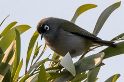 Zostérops de la Réunion La Réunion