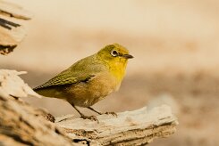 Orange River White-eye (Zostérops gris-vert)_737A2029-2 null