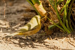 Orange River White-eye (Zostérops gris-vert)_737A2037-2 null