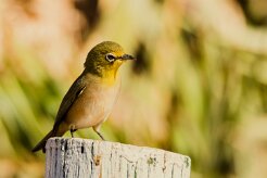 Orange River White-eye (Zostérops gris-vert)_737A2039-2 null