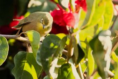 Orange River White-eye (Zostérops gris-vert)_737A2511-2 null
