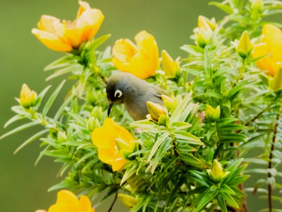 Zostérops de la Réunion