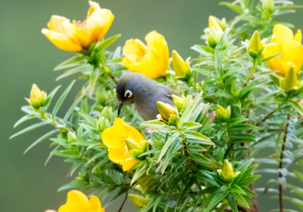 Zostérops de la Réunion