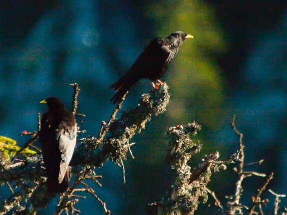 Corvidés (Corbeaux et geais)