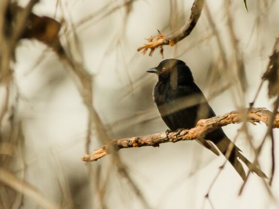 Dicruridés (Drongos)