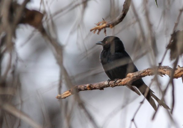 Dicruridés (Drongos)