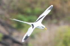 Phaéton à bec jaune La Réunion