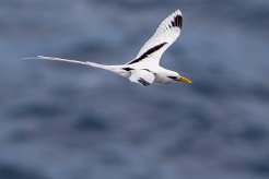 Phaéton à bec jaune La Réunion