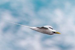 Phaéton à bec jaune La Réunion