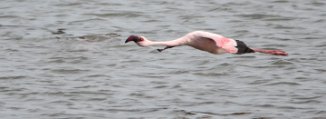 Lesser Flamingo (Flamant nain) Lesser Flamingo (Flamant nain)