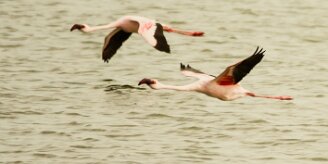 Flamand_nain_02-2 null