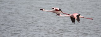 Lesser Flamingo (Flamant nain) Lesser Flamingo (Flamant nain)