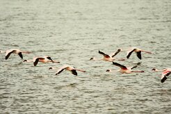 Flamand_nain_04-2 null