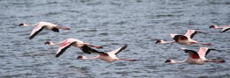 Lesser Flamingo (Flamant nain) Lesser Flamingo (Flamant nain)