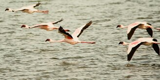 Flamand_nain_06-2 null