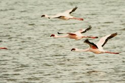 Flamand_nain_07-2 null