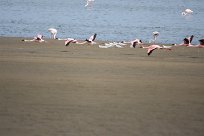 Lesser Flamingo (Flamant nain) Walvis bay