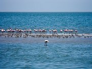 Lesser flamingo (Flamand nain) Lesser flamingo (Flamand nain)