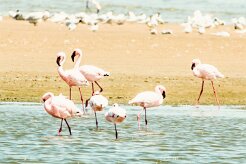 Lesser flamingo (Flamand nain)_737A4357 null