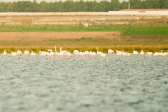 flamand_rose_01-2 null