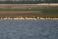 flamand_rose_01