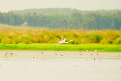 flamand_rose_03-2 null