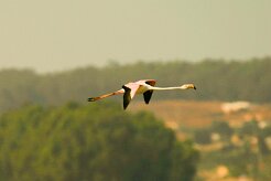 flamand_rose_04-2 null