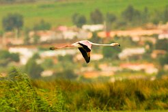 flamand_rose_05-2 null