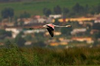 flamand_rose_05