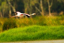 flamand_rose_06-2 null