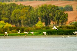 flamand_rose_07-2 null